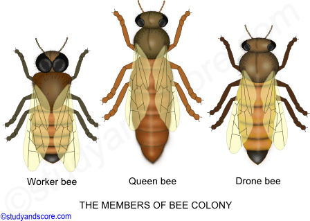 Bee colony, female bee, male bee, drone, honey production, members of bee colony